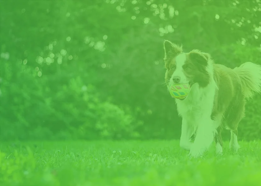 Glücklicher Hund, der durch ein Grasfeld rennt